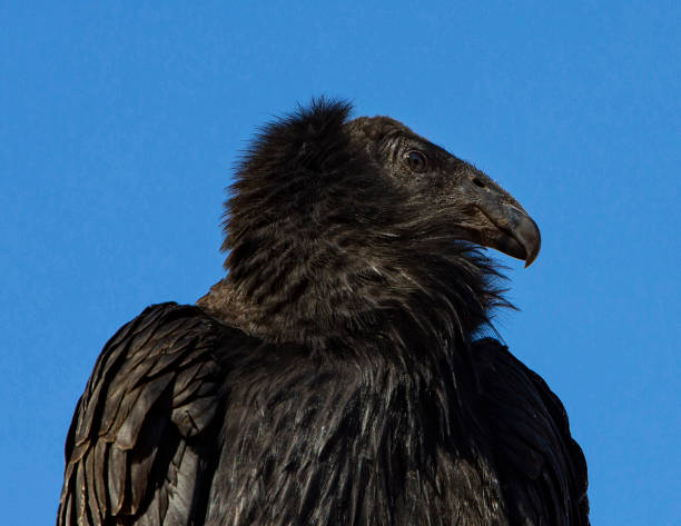 Close up of California Condor, Gymnogyps californianus, largest vulture in North America.