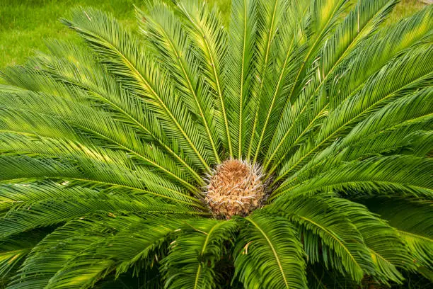 Close-up of lush cycads planted in the garden