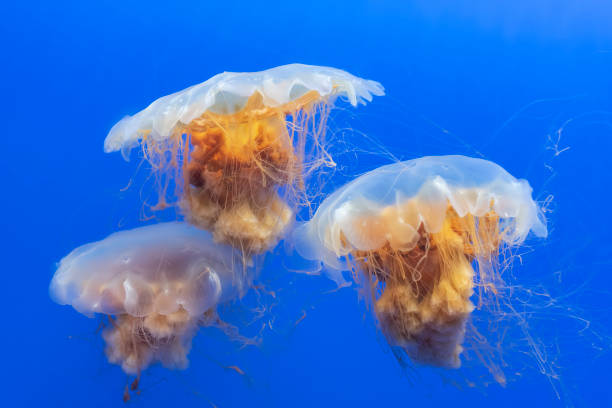 istock Orange jellyfish (Chrysaora fuscescens or Pacific sea nettle) in blue ocean water 1484719103