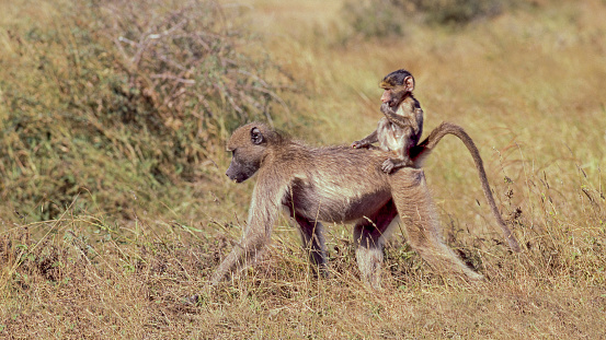 Baboon walking on acacia trunk.