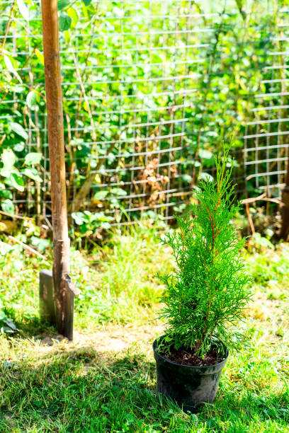 istock Thuja tree in pots before planting in the ground 1484727235
