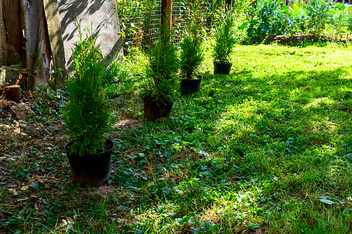 Thuja tree in pots before planting in the ground. High quality photo