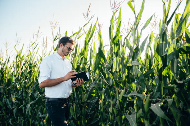istock Agronomist holds tablet touch pad computer in the corn field and examining crops before harvesting. Agribusiness concept. agricultural engineer standing in a corn field with a tablet in summer. 1484727699
