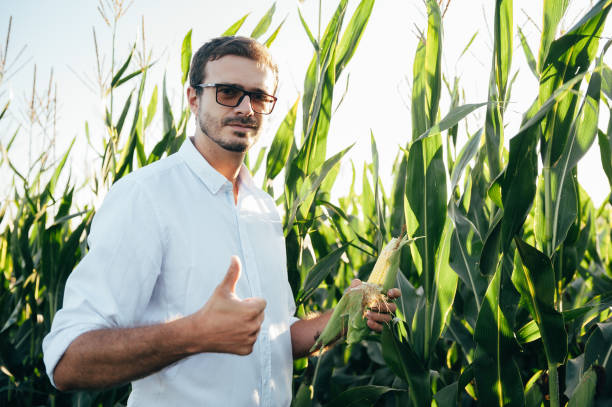 istock Agronomist holds tablet touch pad computer in the corn field and examining crops before harvesting. Agribusiness concept. agricultural engineer standing in a corn field with a tablet in summer. 1484727789