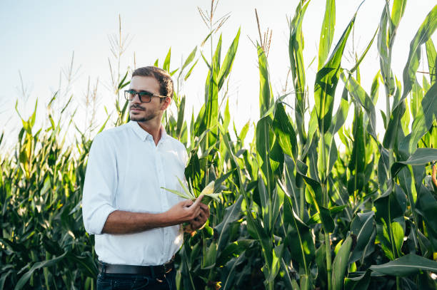 istock Agronomist holds tablet touch pad computer in the corn field and examining crops before harvesting. Agribusiness concept. agricultural engineer standing in a corn field with a tablet in summer. 1484727807