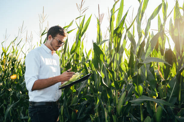 istock Agronomist holds tablet touch pad computer in the corn field and examining crops before harvesting. Agribusiness concept. agricultural engineer standing in a corn field with a tablet in summer. 1484727858