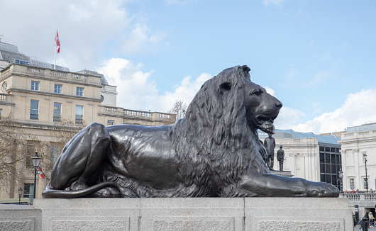 Trafalgar Square Lion Statue in London, England