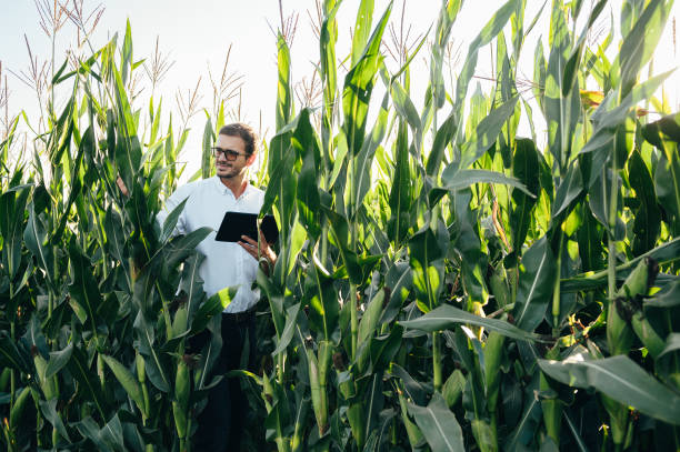 agronom trzyma tablet z panelem dotykowym na polu kukurydzy i bada uprawy przed zbiorem. koncepcja agrobiznesu. inżynier rolnictwa stojący latem na polu kukurydzy z tabletką. - corn corn crop field stem zdjęcia i obrazy z banku zdjęć