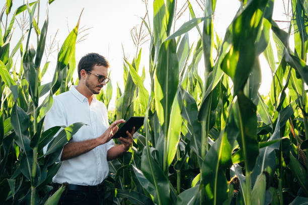 istock Agronomist holds tablet touch pad computer in the corn field and examining crops before harvesting. Agribusiness concept. agricultural engineer standing in a corn field with a tablet in summer. 1484728157