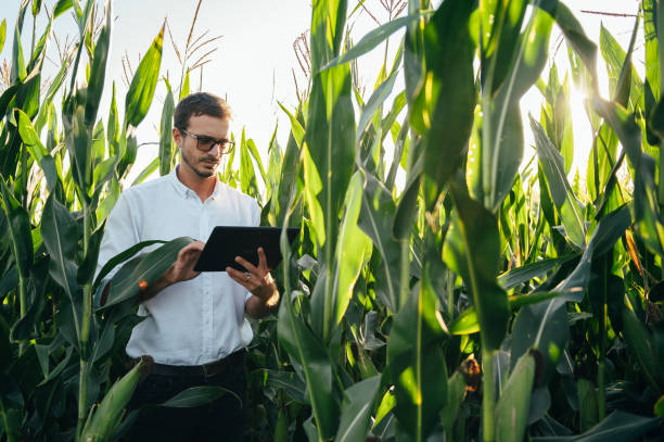 istock Agronomist holds tablet touch pad computer in the corn field and examining crops before harvesting. Agribusiness concept. agricultural engineer standing in a corn field with a tablet in summer. 1484728163