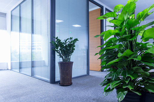 Modern office interior corridor with green plants