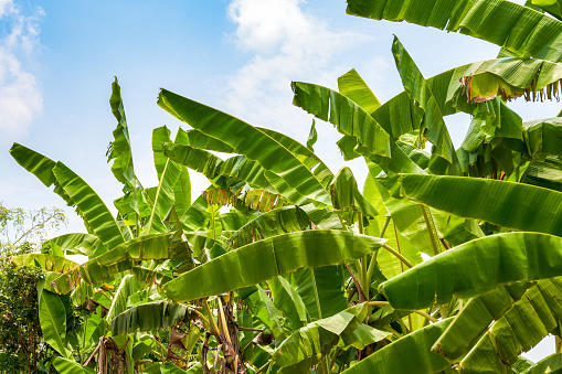 Close-up of a large banana tree in the wild