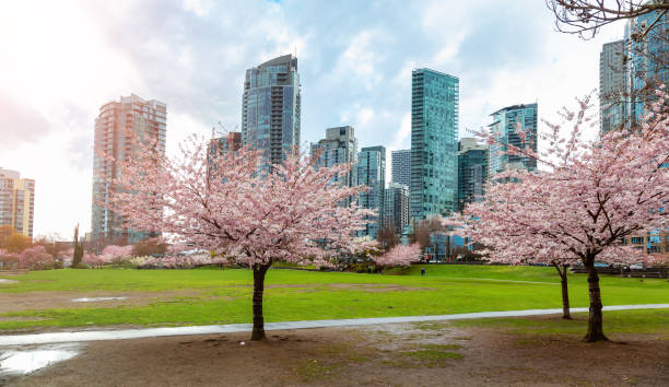 istock Cherry Blossom in Downtown Vancouver, British Columbia, Canada 1484729858