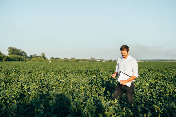 istock Agronomist holds tablet touch pad computer in the soy field and examining crops before harvesting. Agribusiness concept. agricultural engineer standing in a soy field with a tablet in summer. 1484729898