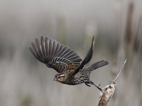 A female Red-winged Blackbird just starting flight from a cattail. In Washington State.