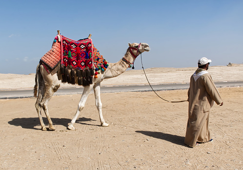 Cairo, Giza - Egypt - March 17, 2023: Bedouin and camel Camel in in Giza plateau near Cairo. Egypt.