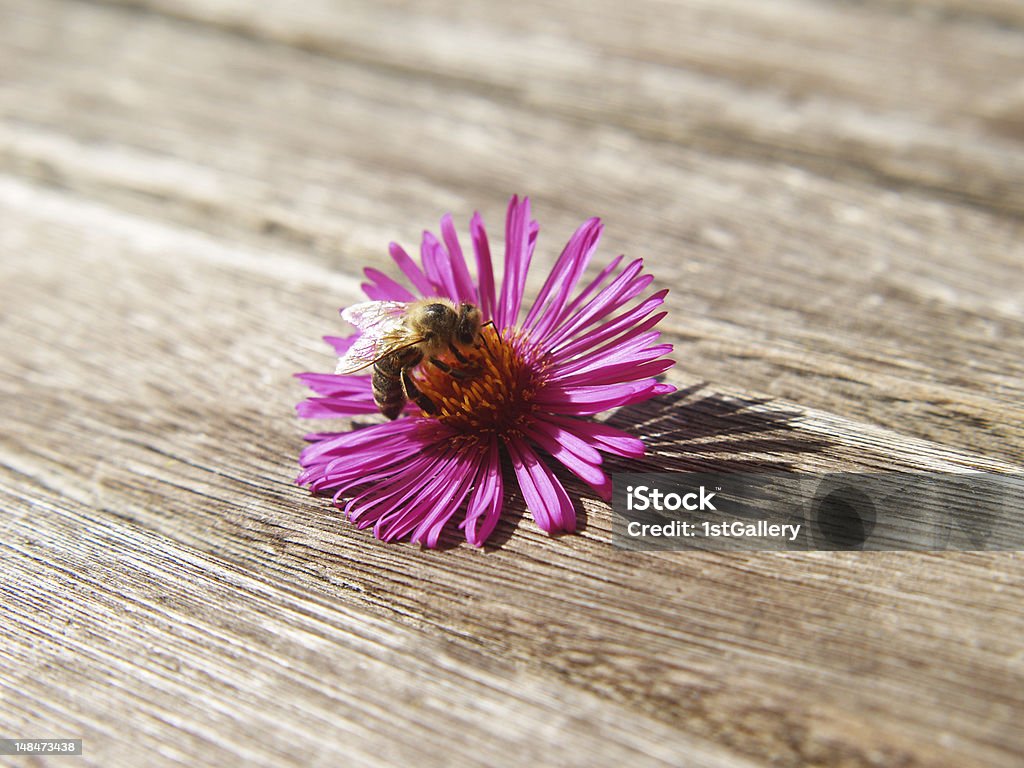 Abelha em rosa Áster, macio, com calções profundidade de campo - Royalty-free Abelha Foto de stock