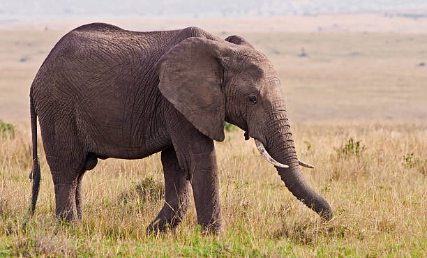 istock African elephant in the Maasai Mara, Kenya 148473519