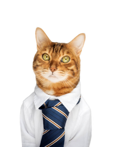 istock Business cat in a shirt with a tie on a white background. 1484739041