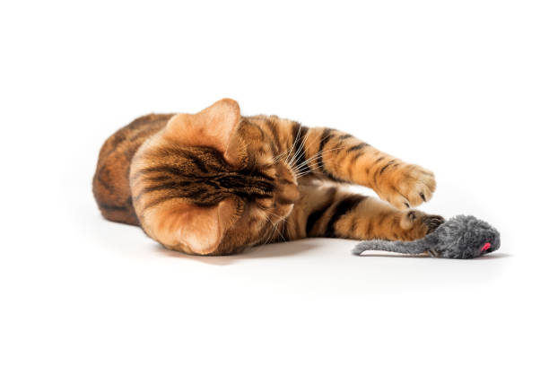 istock Red domestic cat plays with a toy mouse 1484739189