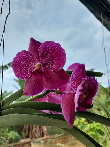 Portrait of a beautiful Vanda orchid flower.