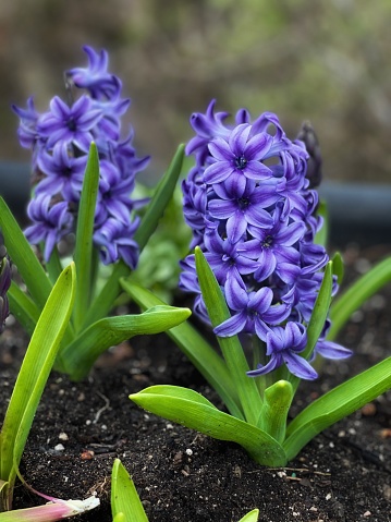 Brilliant purple spring hyacinth