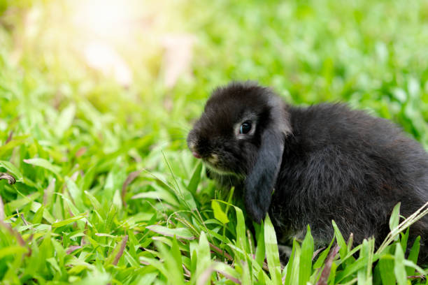 A black rabbit is running in the green grass.