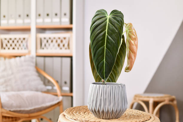 istock Tropical 'Philodendron Melanochrysum' houseplant 1484742660