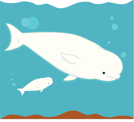 illustration of two beluga whales