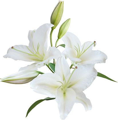 Bouquet of pink lilies on a white background close-up. Lily flowers as a background.