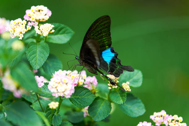 istock A beautiful large blue morpho butterfly pollinating a flower 1484745541