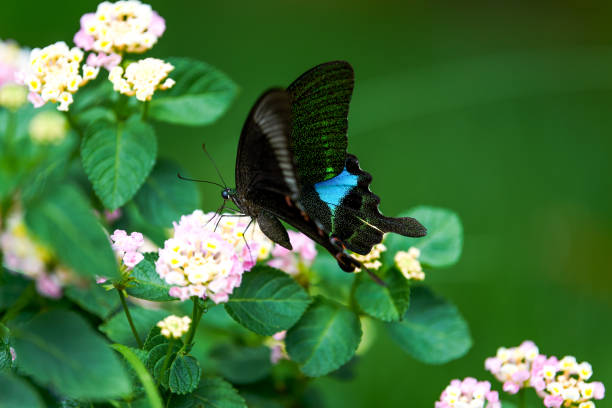 istock A beautiful large blue morpho butterfly pollinating a flower 1484745550