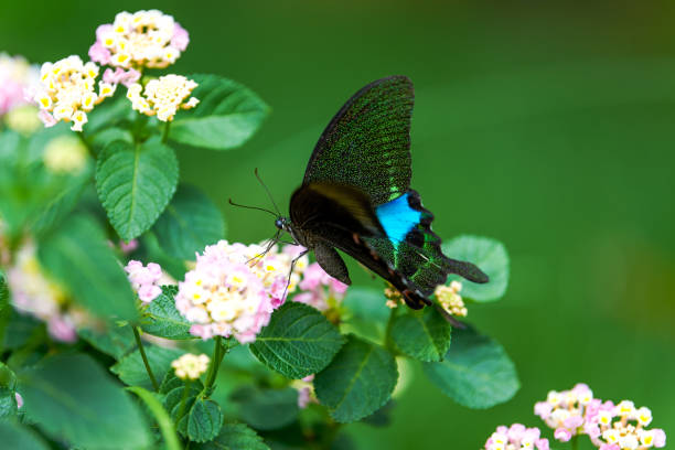 istock A beautiful large blue morpho butterfly pollinating a flower 1484745553