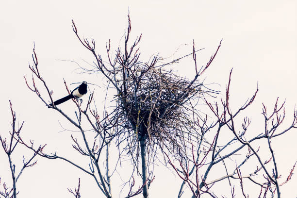 nest building of a magpie in a tree without leaves in Springtime. Made by a long-tailed crow - magpie bird for laying eggs and sheltering its young nest building of a magpie in a tree without leaves in Springtime. Made by a long-tailed crow - magpie bird for laying eggs and sheltering its young crows nest stock pictures, royalty-free photos & images