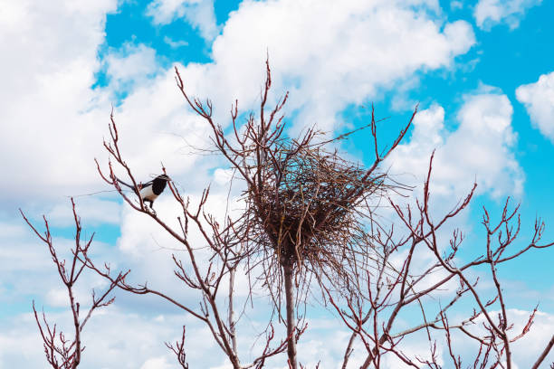 nest building of a magpie in a tree without leaves in Springtime. Made by a long-tailed crow - magpie bird for laying eggs and sheltering its young nest building of a magpie in a tree without leaves in Springtime. Made by a long-tailed crow - magpie bird for laying eggs and sheltering its young crows nest stock pictures, royalty-free photos & images