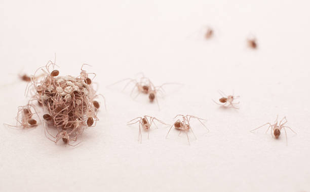 baby spiders stock photo