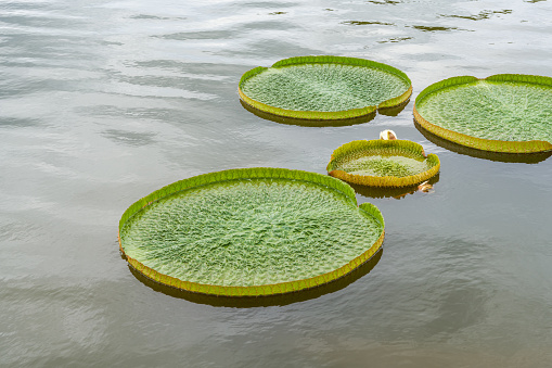 View of lotus leaves and lotus flowers in lotus pond in park