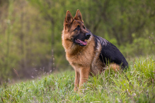istock Dog breed German Shepherd is sitting on a green grass in the forest 1484746459