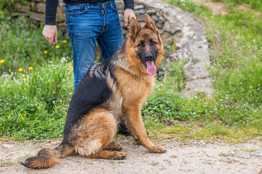 portrait of an East European Shepherd puppy, close-up face. the concept of Pets