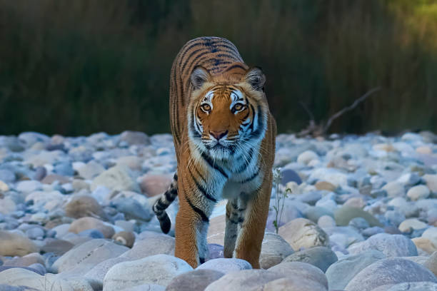 istock Tiger @ Jim Corbett National Park 1484747227