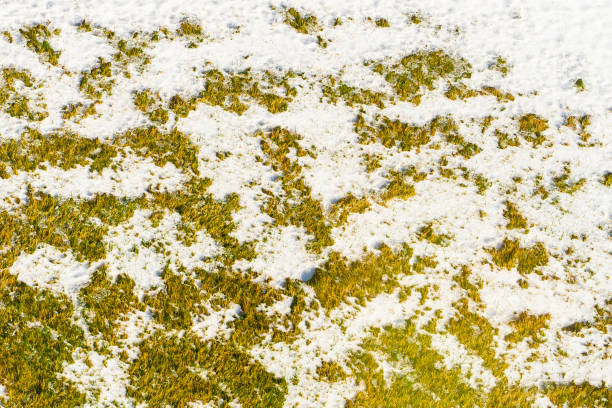 istock Melting snow on the grass in sunny weather, top view 1484747952