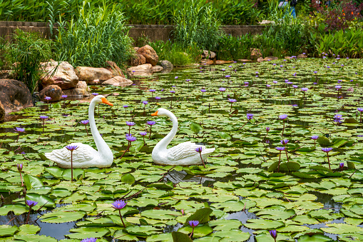 Lush lotus leaves and two swan statues in the lotus pond in the park