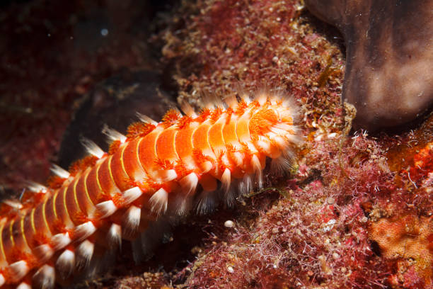 Fire worm underwater Sea life  Scuba diver point of view