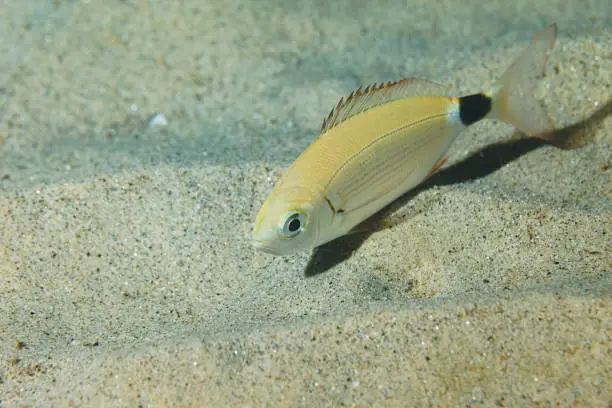 Underwater   Saddled seabream  fish deep in sea   sandy bottom, Sea life Mediterranean sea  Scuba diver point of view
