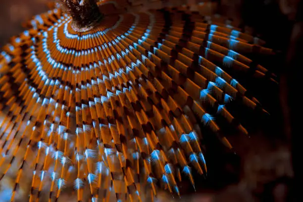 Sea life worm Spiral tubeworm Underwater beauty Scuba diver point of view