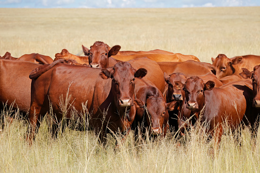 Herd of free-range cattle in grassland on a rural farm, South Africa