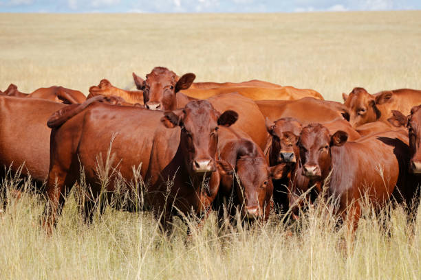 Herd of free-range cattle in grassland on a rural farm, South Africa stock photo