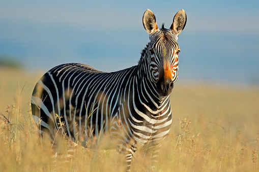 A Cape mountain zebra (Equus zebra) in natural habitat, Mountain Zebra National Park, South Africa