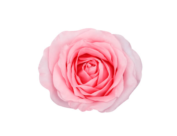 istock Rose  light pink skin flower top view isolated on white background , clipping path 1484752135