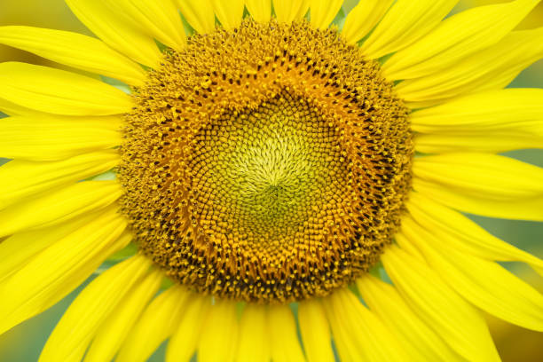 istock Close up colorful yellow sunflower blooming macro background 1484752205